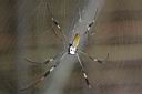 Img___0124-golden orb weaver spider samice (samec je mnohem mensi).jpg